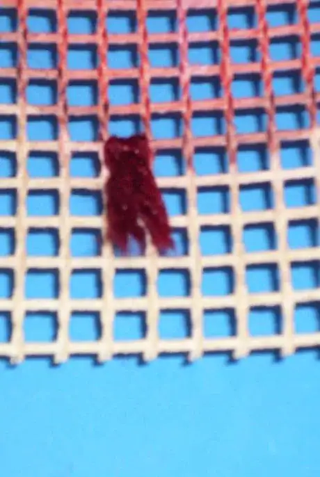 Immagine titolata A4g_856.JPG