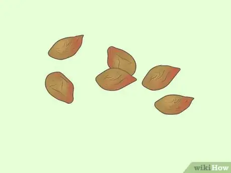 Immagine titolata Germinate Tree Seeds Step 3