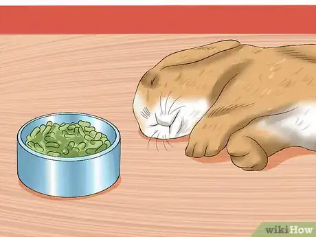 Immagine titolata Treat Heat Stroke in Rabbits Step 14
