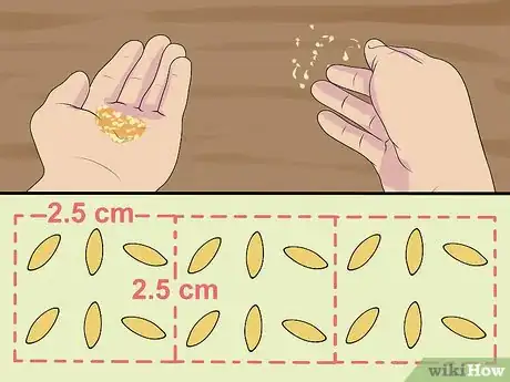 Immagine titolata Sow Grass Seed Step 7