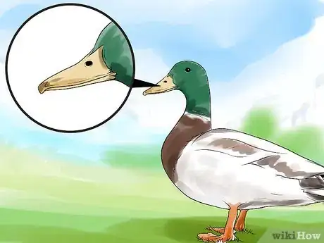 Immagine titolata Tell the Difference Between Male and Female Ducks Step 2