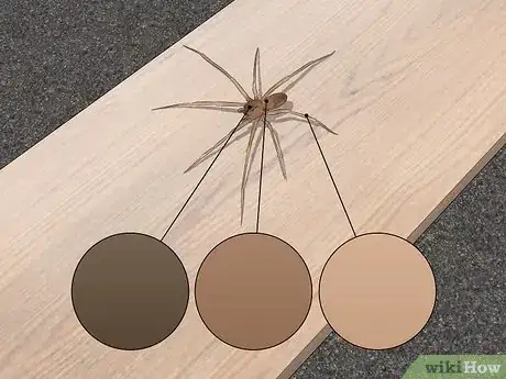 Immagine titolata Identify a Brown Recluse Step 1