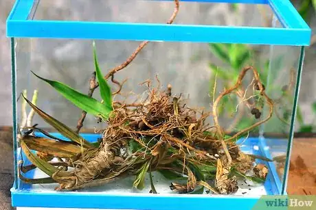Immagine titolata Catch a Common House Lizard and Keep It As a Pet Step 5