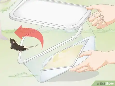 Immagine titolata Remove a Live Mouse from a Sticky Trap Step 8