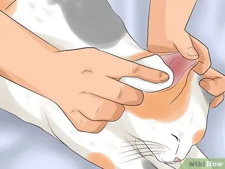 Immagine titolata Get Rid of Ear Mites in a Cat Step 11