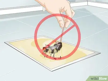Immagine titolata Remove a Live Mouse from a Sticky Trap Step 1