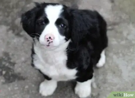 Immagine titolata Train Your Dog from Running out of Your House Step 1