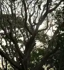 Salvare gli Alberi