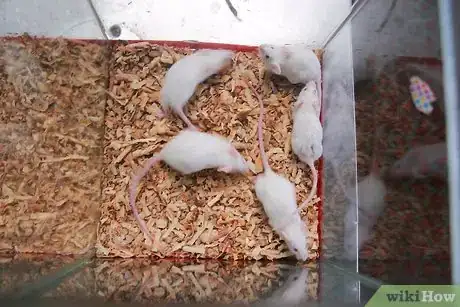 Immagine titolata Breed Mice Step 10