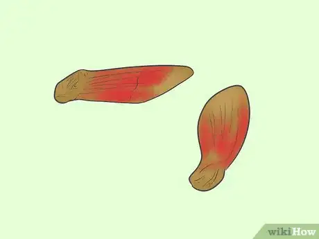 Immagine titolata Germinate Tree Seeds Step 1