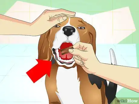 Immagine titolata Keep Your Dog Calm Outside His Crate Step 10