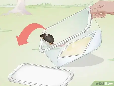 Immagine titolata Remove a Live Mouse from a Sticky Trap Step 15
