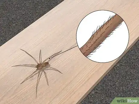 Immagine titolata Identify a Brown Recluse Step 4