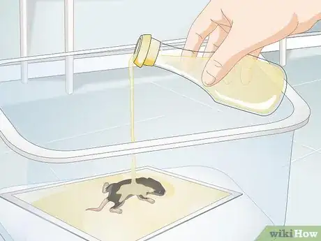 Immagine titolata Remove a Live Mouse from a Sticky Trap Step 3