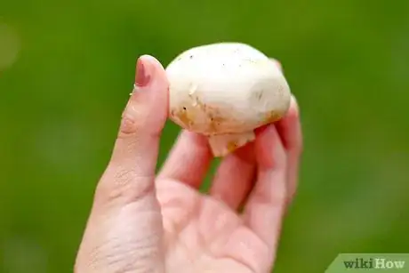 Immagine titolata Pick Mushrooms Step 2