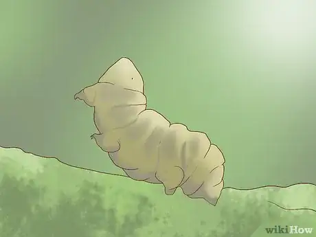 Immagine titolata Find and Care for a Pet Tardigrade (Water Bear) Step 1