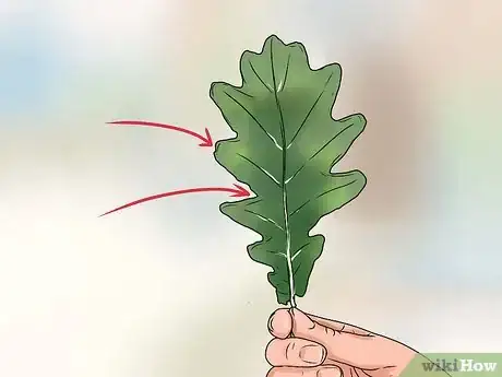 Immagine titolata Identify Oak Leaves Step 5