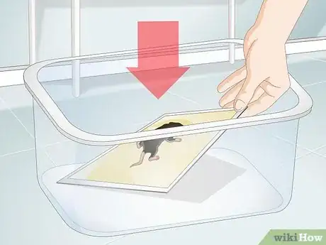 Immagine titolata Remove a Live Mouse from a Sticky Trap Step 2