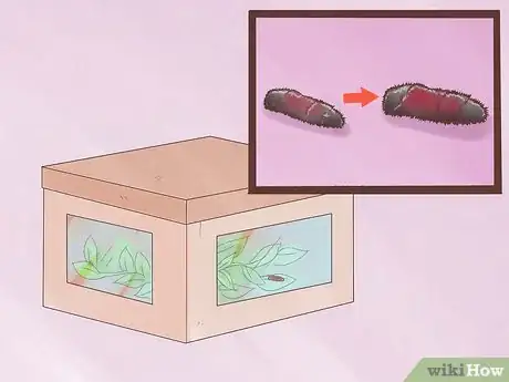 Immagine titolata Care for Woolly Bear Caterpillars Step 5