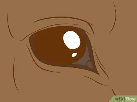 Immagine titolata Distinguish Horse Color by Name Step 1Bullet6