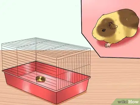 Immagine titolata Get Your Guinea Pig to Stop Biting You Step 3