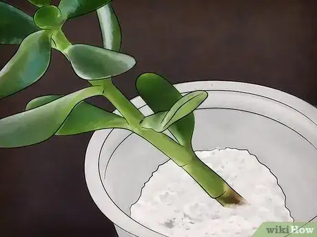 Immagine titolata Grow a Jade Plant Step 3