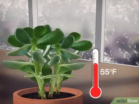 Immagine titolata Grow a Jade Plant Step 10