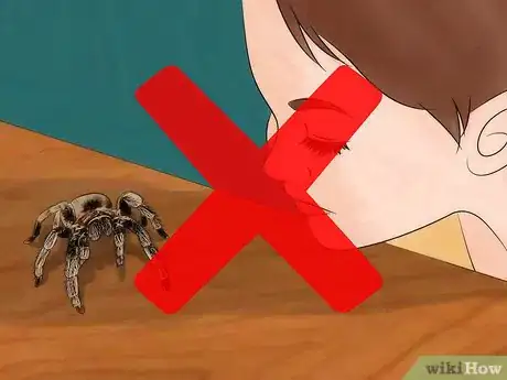 Immagine titolata Pick up a Tarantula Step 5