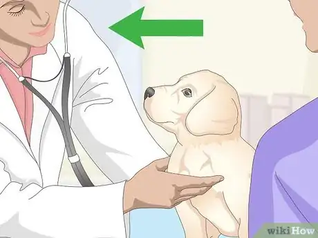 Immagine titolata Treat Focal Seizures in Dogs Step 10