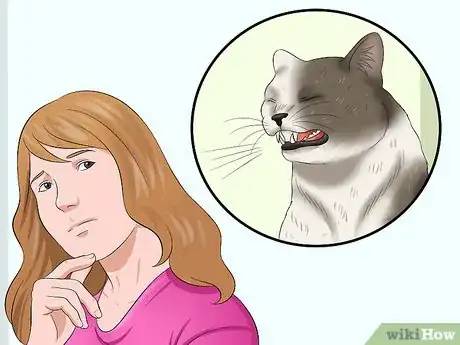 Immagine titolata Stop a Cat from Pulling Its Hair Out Step 1