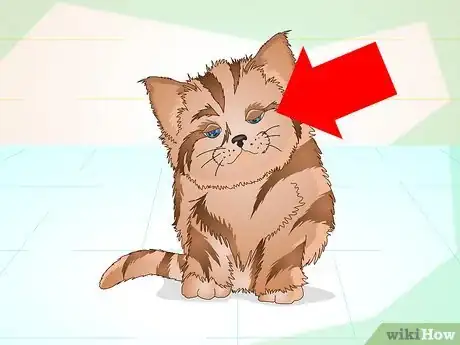 Immagine titolata Get a Sick Kitten to Eat Step 13