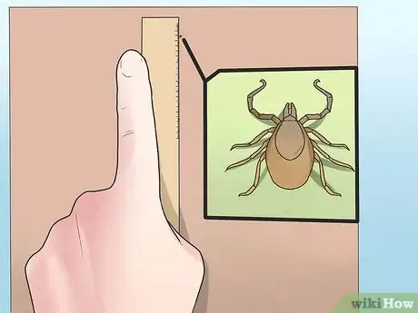 Immagine titolata Identify a Deer Tick Step 6