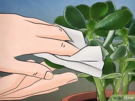 Immagine titolata Grow a Jade Plant Step 12