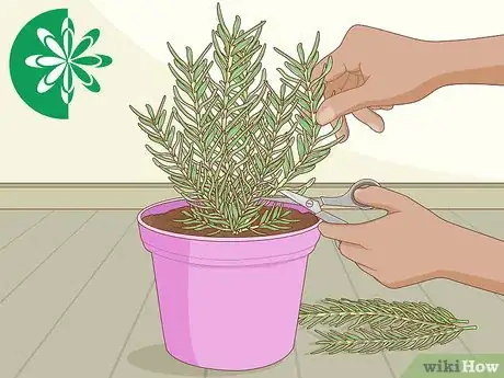 Immagine titolata Grow Rosemary Step 9