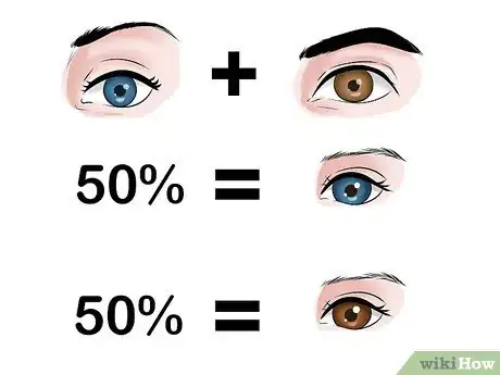 Immagine titolata Predict Your Baby's Eye Color Step 12