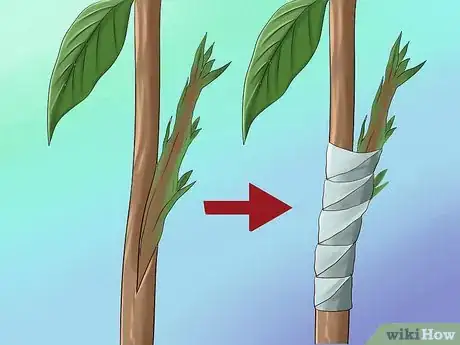 Immagine titolata Grow Avocados Step 15