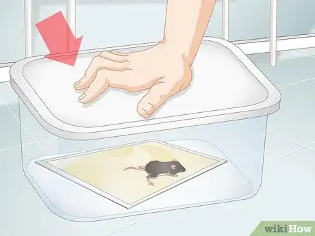 Immagine titolata Remove a Live Mouse from a Sticky Trap Step 4