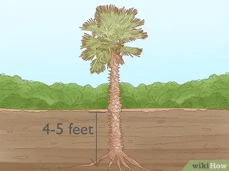 Immagine titolata Plant a Palm Tree Step 5