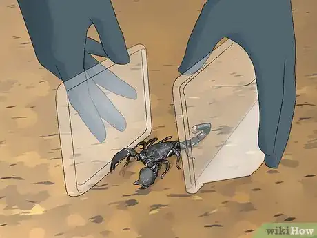 Immagine titolata Naturally Deter Scorpions Step 11