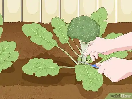 Immagine titolata Grow Broccoli Step 17