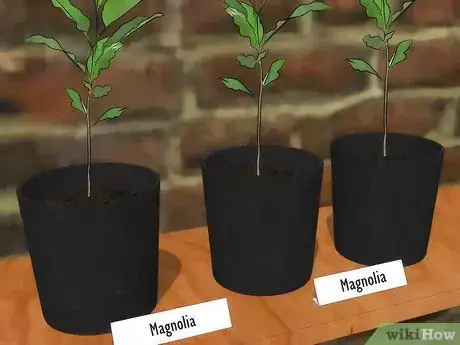 Immagine titolata Grow a Magnolia Tree Step 12