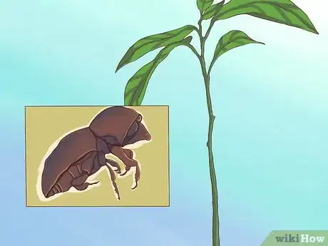 Immagine titolata Grow Avocados Step 20