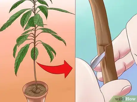 Immagine titolata Grow Avocados Step 13