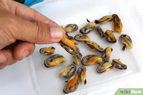 Immagine titolata Store Mussels Step 12