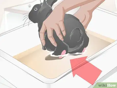 Immagine titolata Treat Sore Hocks in Rabbits Step 3