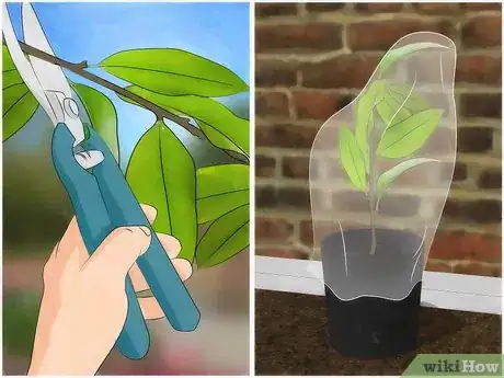 Immagine titolata Grow a Magnolia Tree Step 11