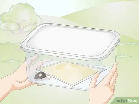 Immagine titolata Remove a Live Mouse from a Sticky Trap Step 7