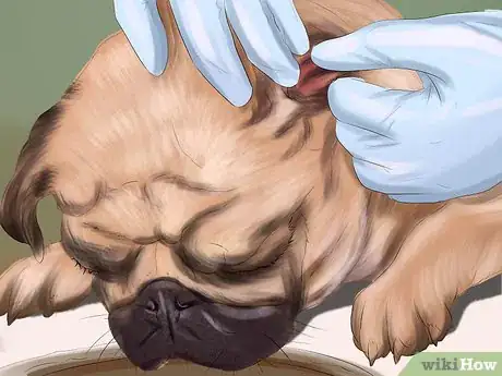 Immagine titolata Live with a Pug Dog Step 12