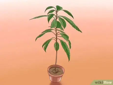 Immagine titolata Grow Avocados Step 12