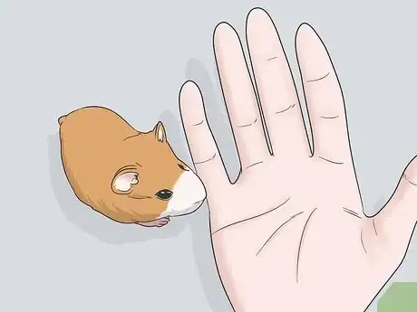 Immagine titolata Hold a Hamster Step 5